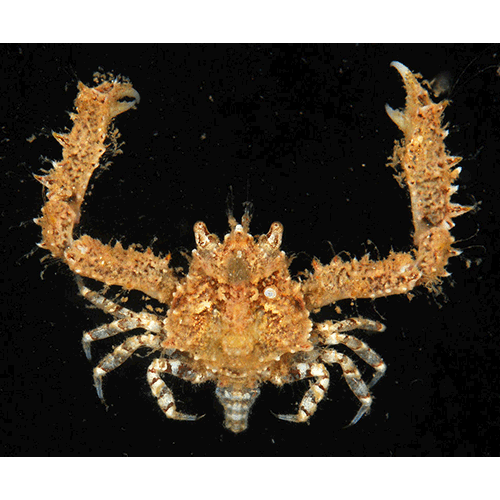 Семейство Parthenopoidea фото