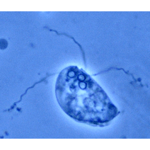 Семейство Parvicapsulidae  фото