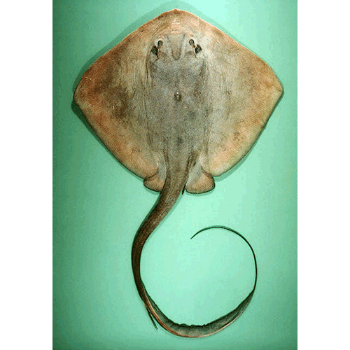  Род Pastinachus  фото