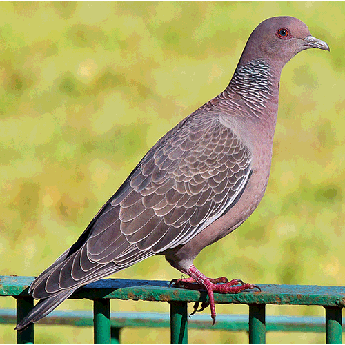 Род Patagioenas  фото