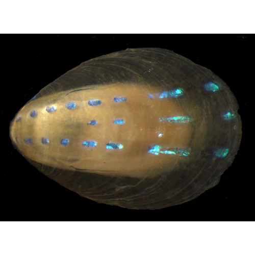 Семейство Patelloidea  фото