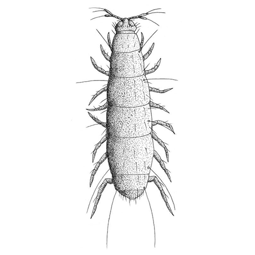 Семейство Pauropodidae фото