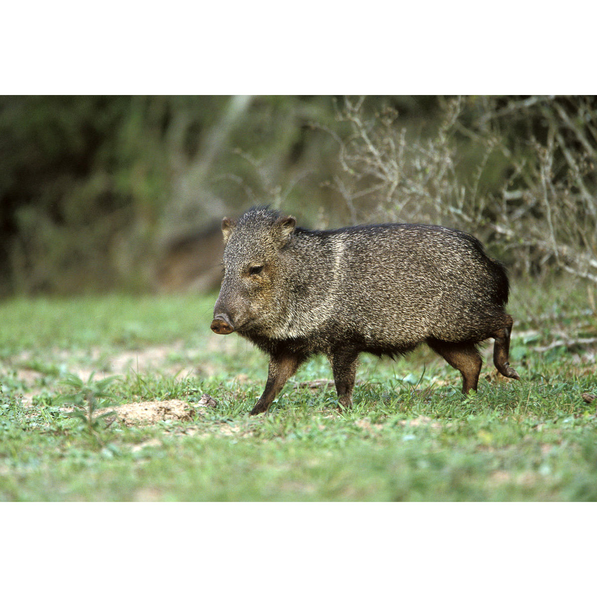 Pecari tajacu Фото №3