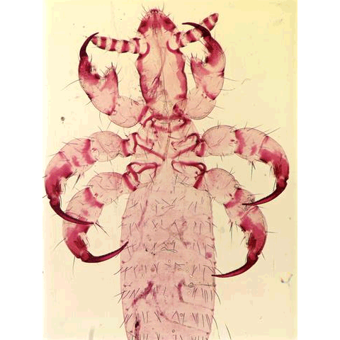 Семейство Pecaroecidae фото