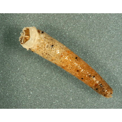 Семейство Pectinariidae фото