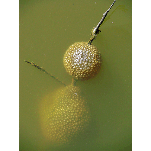 Семейство Pectinatellidae фото