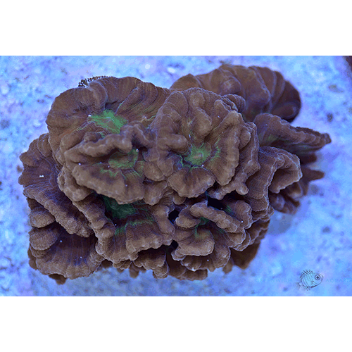 Семейство Pectiniidae  фото