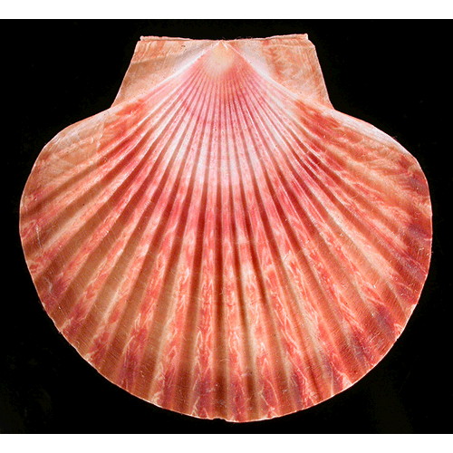 Семейство Pectinoidea  фото