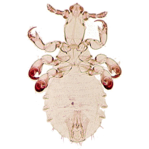 Семейство Pedicinidae фото