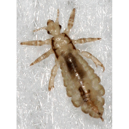 Семейство Pediculidae фото