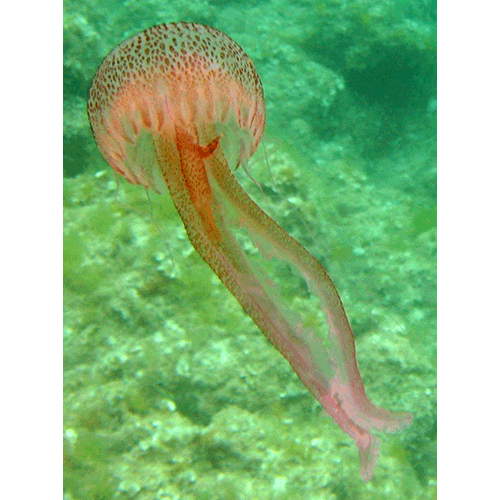 Семейство Pelagiidae  фото