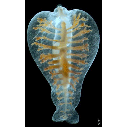 Семейство Pelagonemertidae  фото