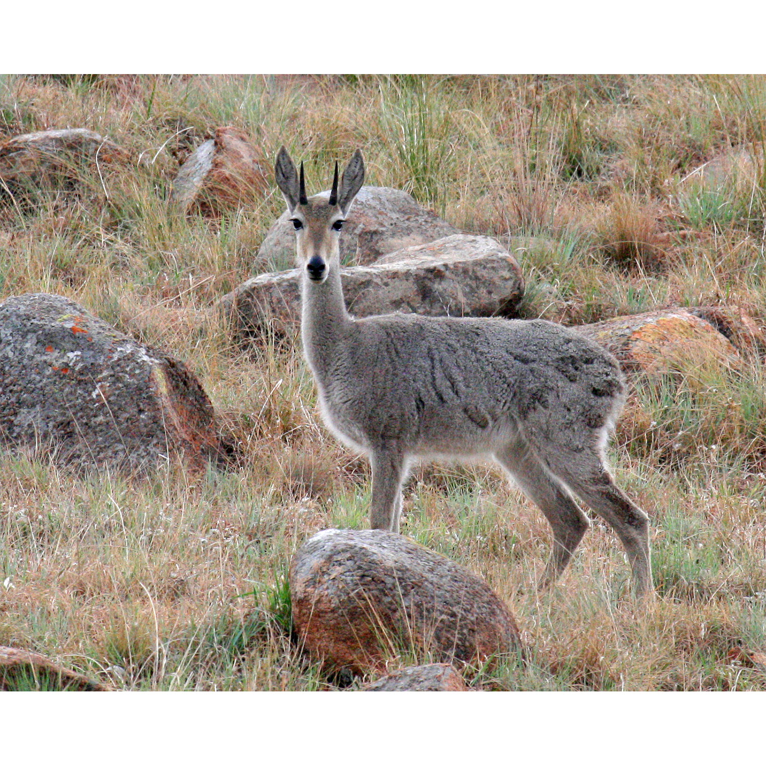 Pelea capreolus Фото №2