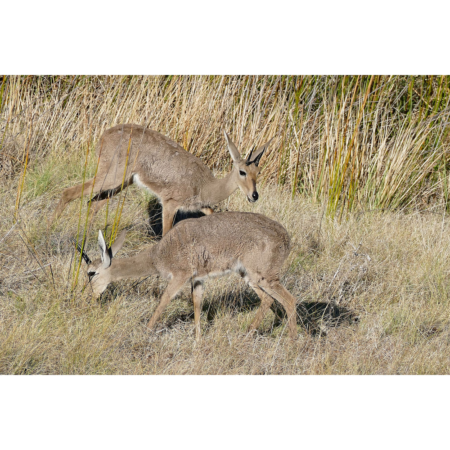 Pelea capreolus Фото №5