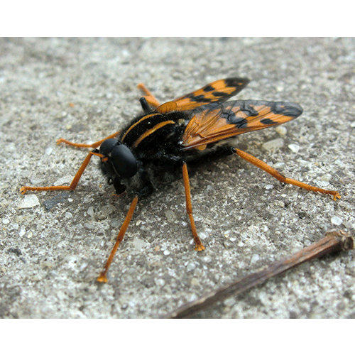 Семейство Pelecorhynchidae фото