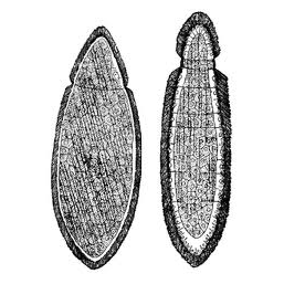 Семейство Pelmatosphaeridae  фото