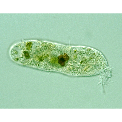 Отряд Pelobiontida фото