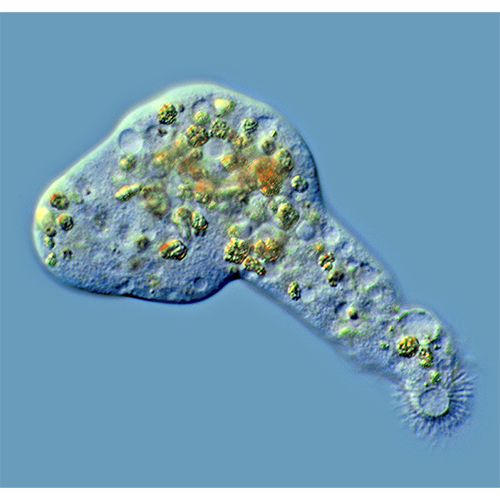 Семейство Pelomyxidae фото