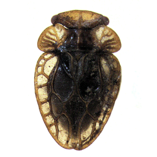 Семейство Peloridiidae фото