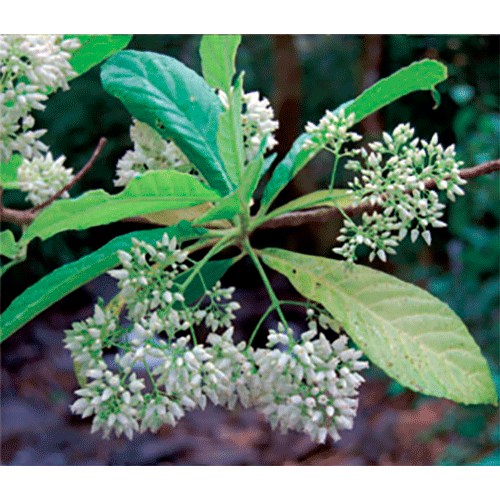 Семейство Peltantheraceae фото