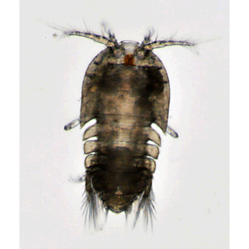 Семейство Peltidiidae фото