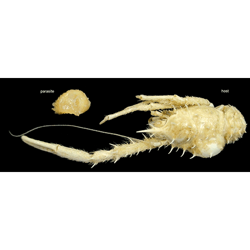 Семейство Peltogastridae фото