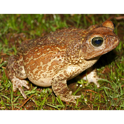  Род Peltophryne  фото