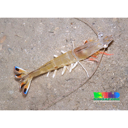 Семейство Penaeoidea фото