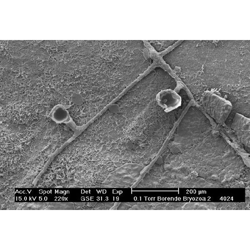 Семейство Penetrantiidae фото