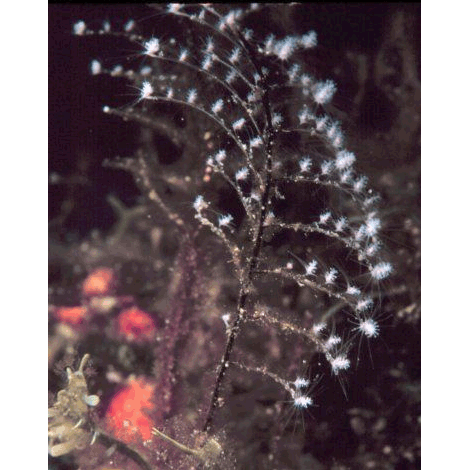 Семейство Pennariidae  фото