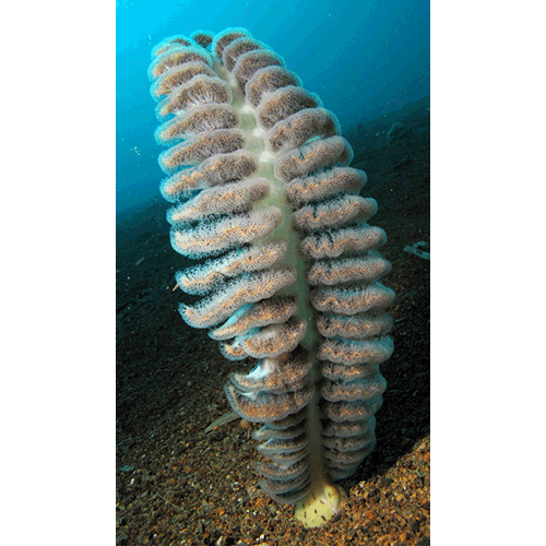 Семейство Pennautlidae  фото