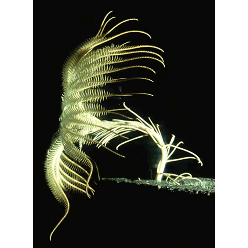 Семейство Pentacrinitidae  фото