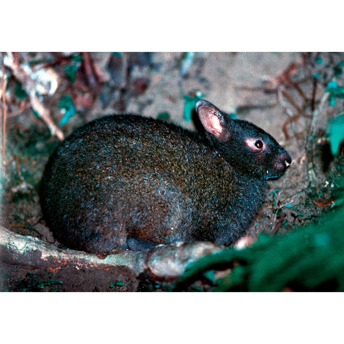 Лазающий заяц (Pentalagus furnessi) Фото №3