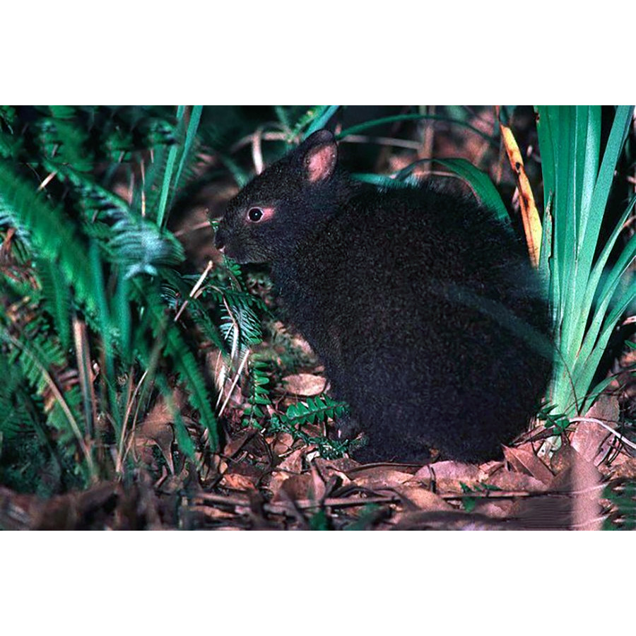 Лазающий заяц (Pentalagus furnessi) Фото №4
