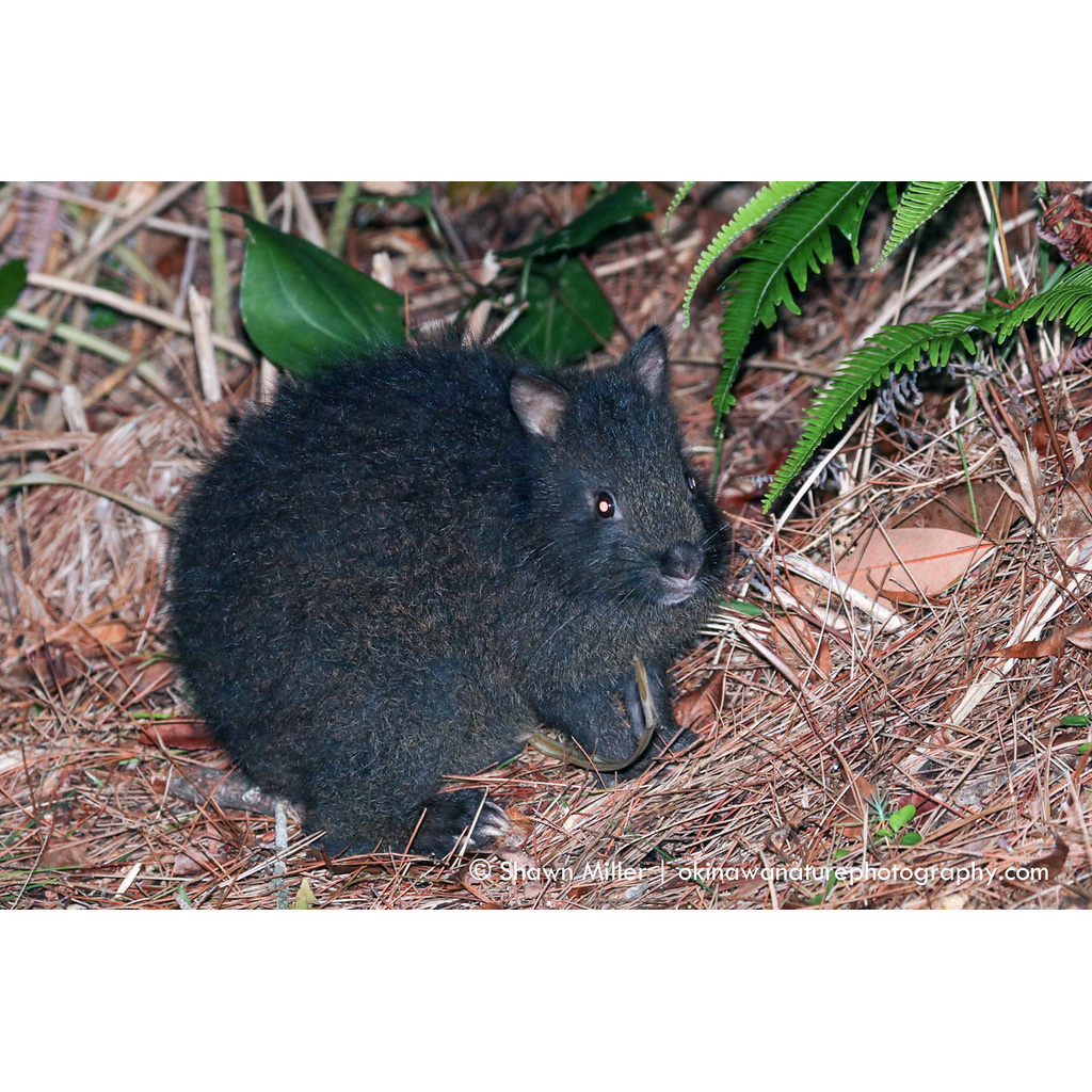 Лазающий заяц (Pentalagus furnessi) Фото №5