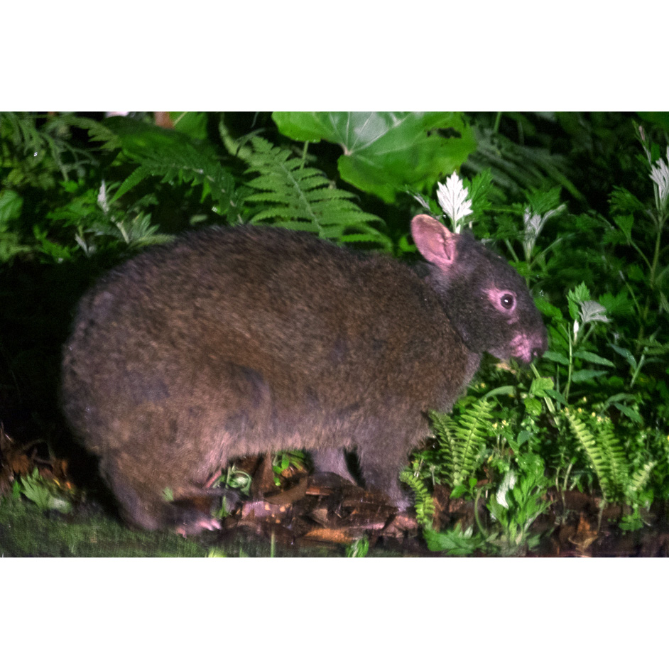 Лазающий заяц (Pentalagus furnessi) Фото №7