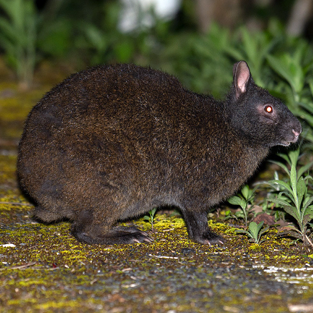 Лазающий заяц (Pentalagus furnessi) Фото №1
