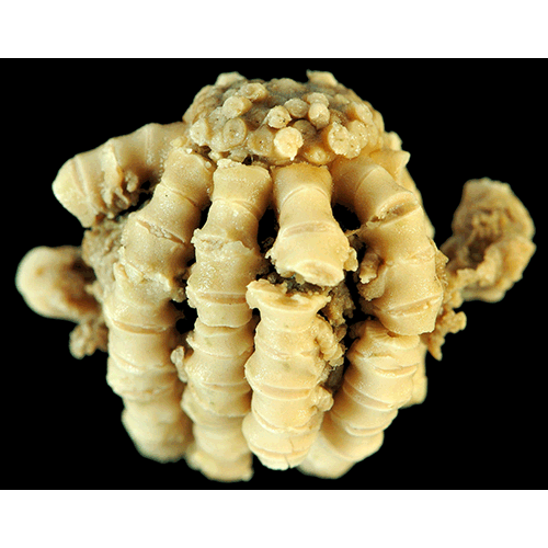 Семейство Pentametrocrinidae  фото
