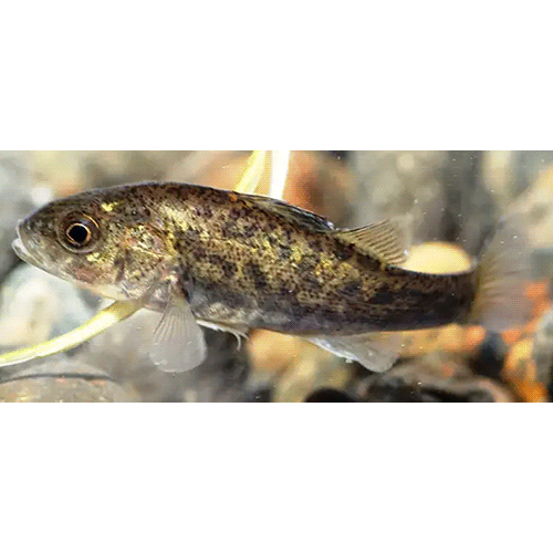 Род Percichthys фото
