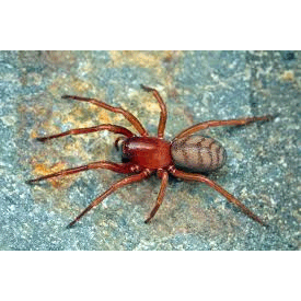 Семейство Periegopidae фото