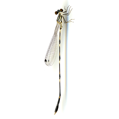 Семейство Perilestidae фото