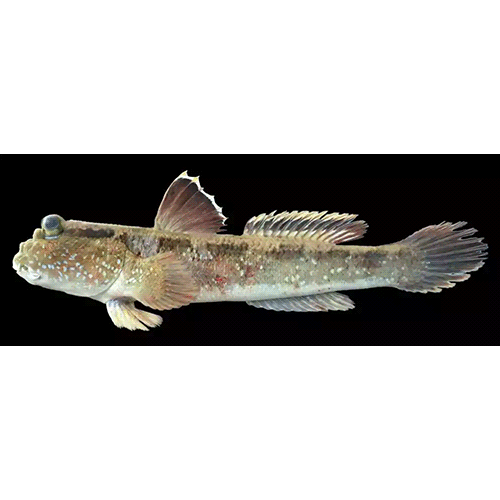 Род Periophthalmodon фото