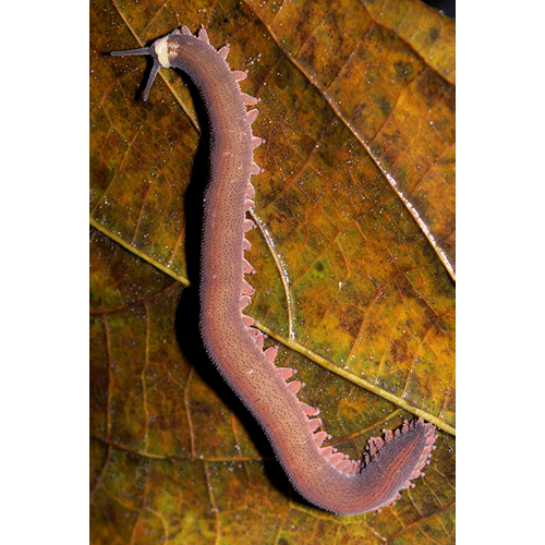 Семейство Peripatidae  фото