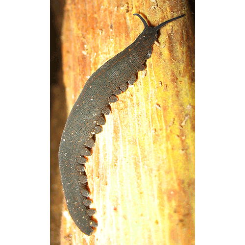 Семейство Peripatopsidae  фото