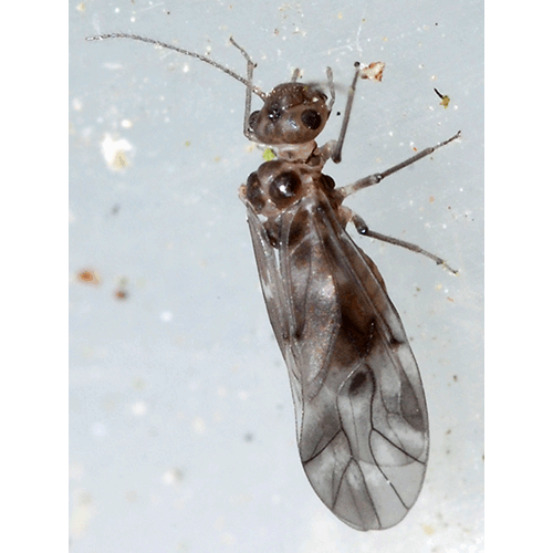 Семейство Peripsocidae фото