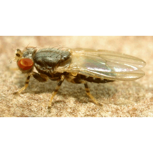 Семейство Periscelididae фото