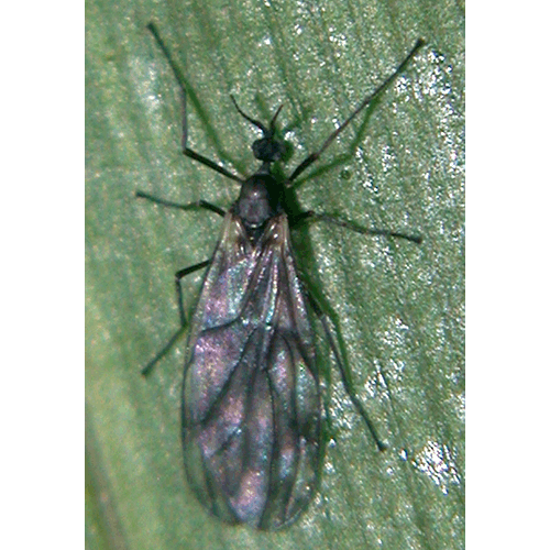 Семейство Perissommatidae фото