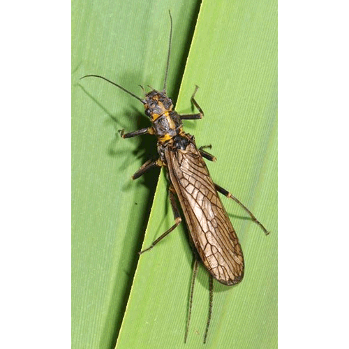 Семейство Perloidea фото