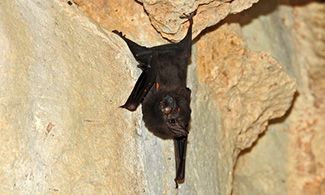 Peropteryx kappleri kappleri