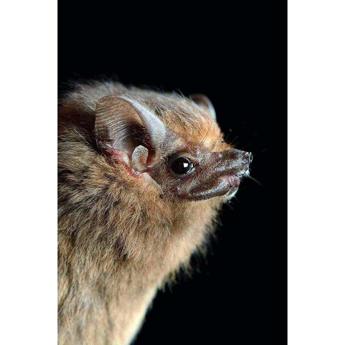 Собаковидный мешкокрыл (Peropteryx macrotis) Фото №10